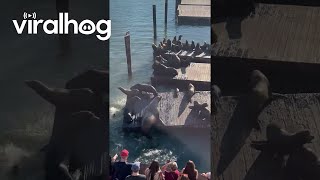 Mive Sea Lion Owns The Pier Viralhog