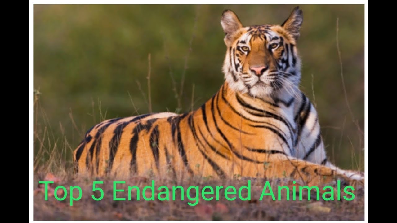 Top 5 Endangered Animals on Earth#Save#help#endangerd - YouTube