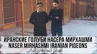 картинка: Иранские голуби Насера Мирхашми. Naser Mirhashmi Iranian Pigeons. تهران کبوترهای ایرانی