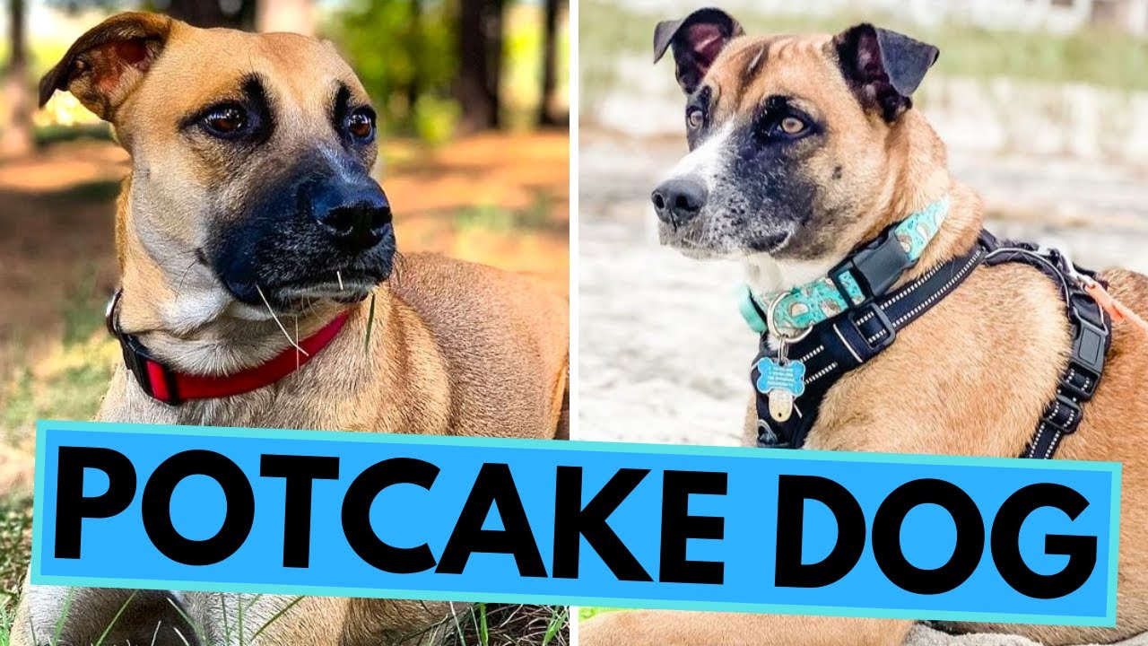 Are Potcake Dogs Easy To Train?