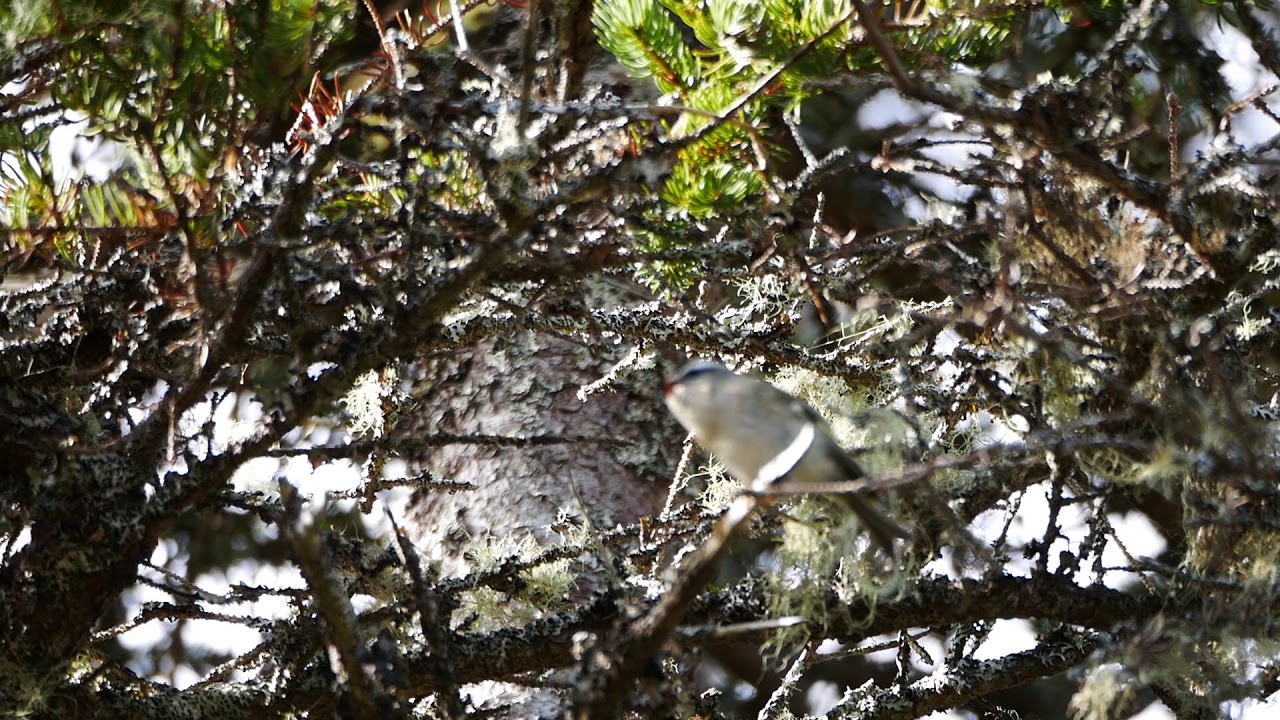 Golden-crowned Kinglet Mar 2020 