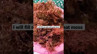 How To Make Moss Pole At Home