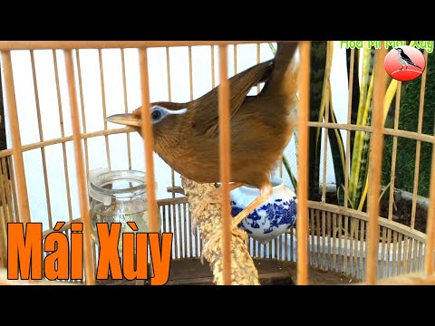 Clip Hoạ mi mái xùy dụ trống tít cả phao câu siêu kích thích