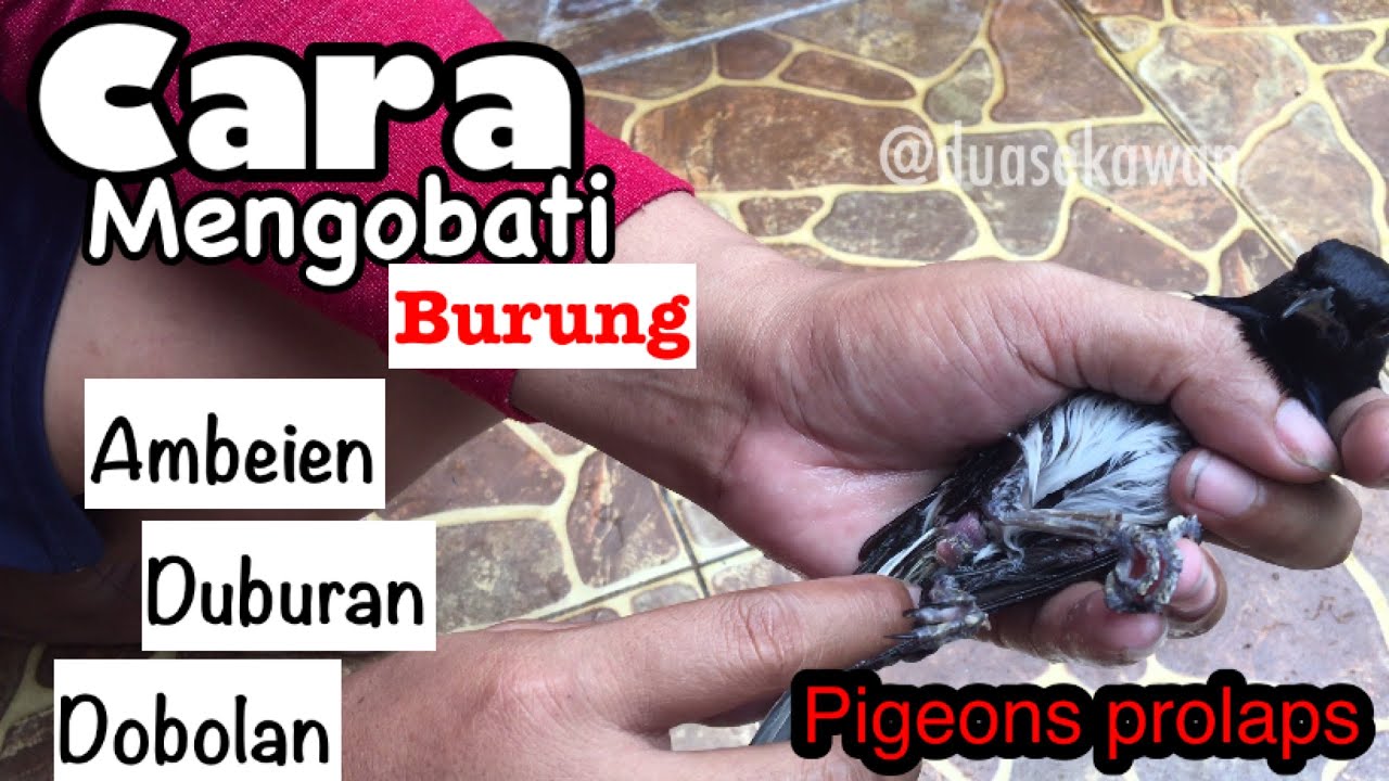 Cara ampuh mengobati burung ambeien/duburan (Pigeons Prolaps)