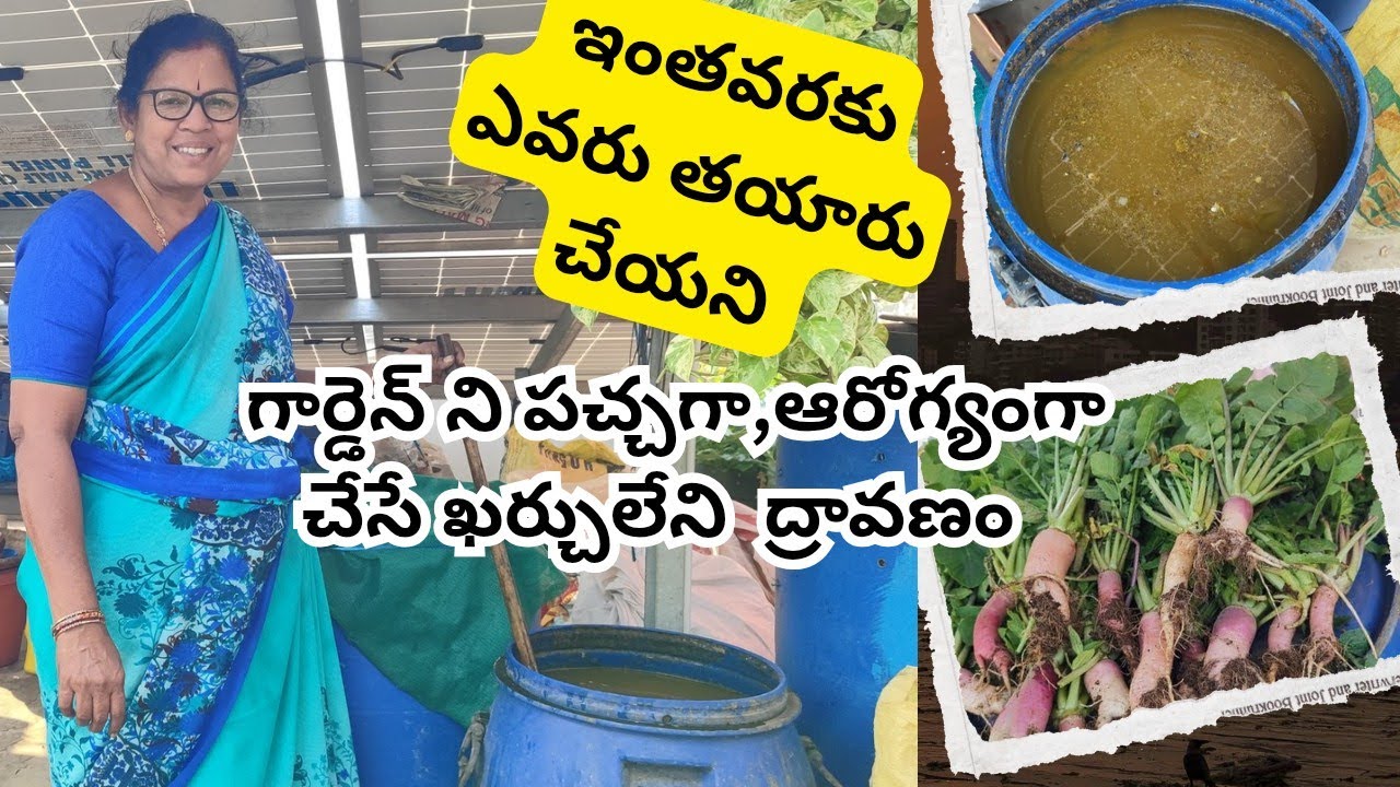 ఇంతవరకు ఎవరూ వెయ్యని,ఖర్చులేని, మొక్కని పచ్చదనం పెంచే,మంచి ద్రావణం #@AadiLakshmiTerraceGarden 