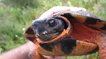Locating Turtles with Radio Transmitters, Part Two: North American Wood Turtles