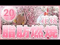 🌸花桃・新緑バージョン🌸【脂肪燃焼20分!滝汗エクササイズ🔥】花桃と新緑に包まれて全力有酸素💦お家で滝汗エクササイズ! #19