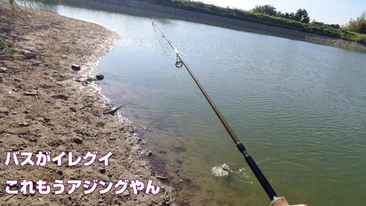 大阪野池バス釣り アジング感覚でバスを釣りまくる Youtube 大阪野池バス釣り アジング感覚でバスを釣りまくる Youtube