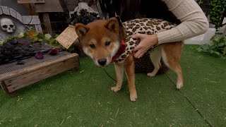 Ep9 - Shiba Inu is a scary tiger for halloween! #shibainu #puppies #dog #vancouver