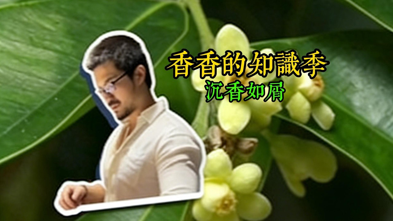 一爐沉香散不盡前塵！ 5 個知識點讀懂珍稀沉香#自然里植物學社 #守护荒野 #寻找1000位科普达人 #科普 #沉香如屑