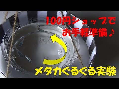 メダカぐるぐる実験 100円ショップアイテムで再現してみた 走流性実験 Youtube