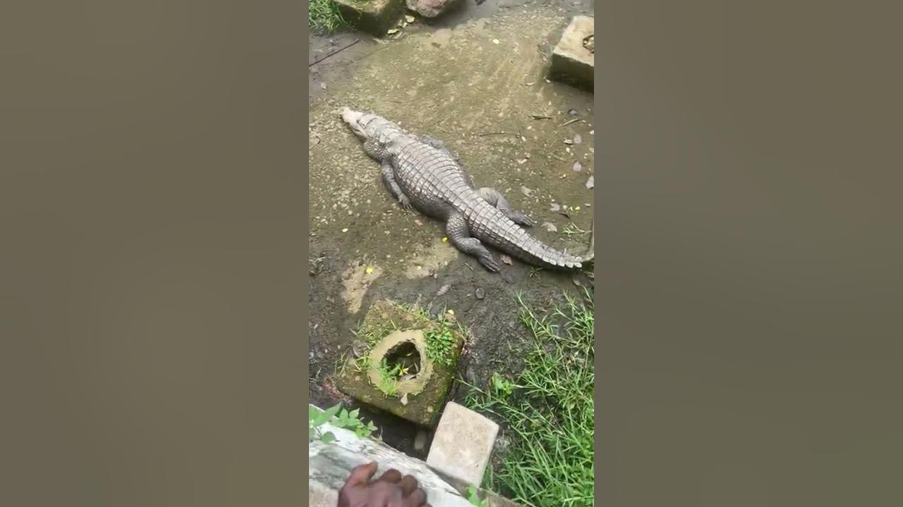 Pond of Heavy Crocodiles | NABJ TV - YouTube
