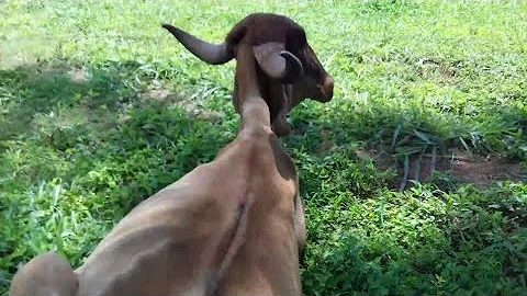 Como saber se a vaca está intoxicada?