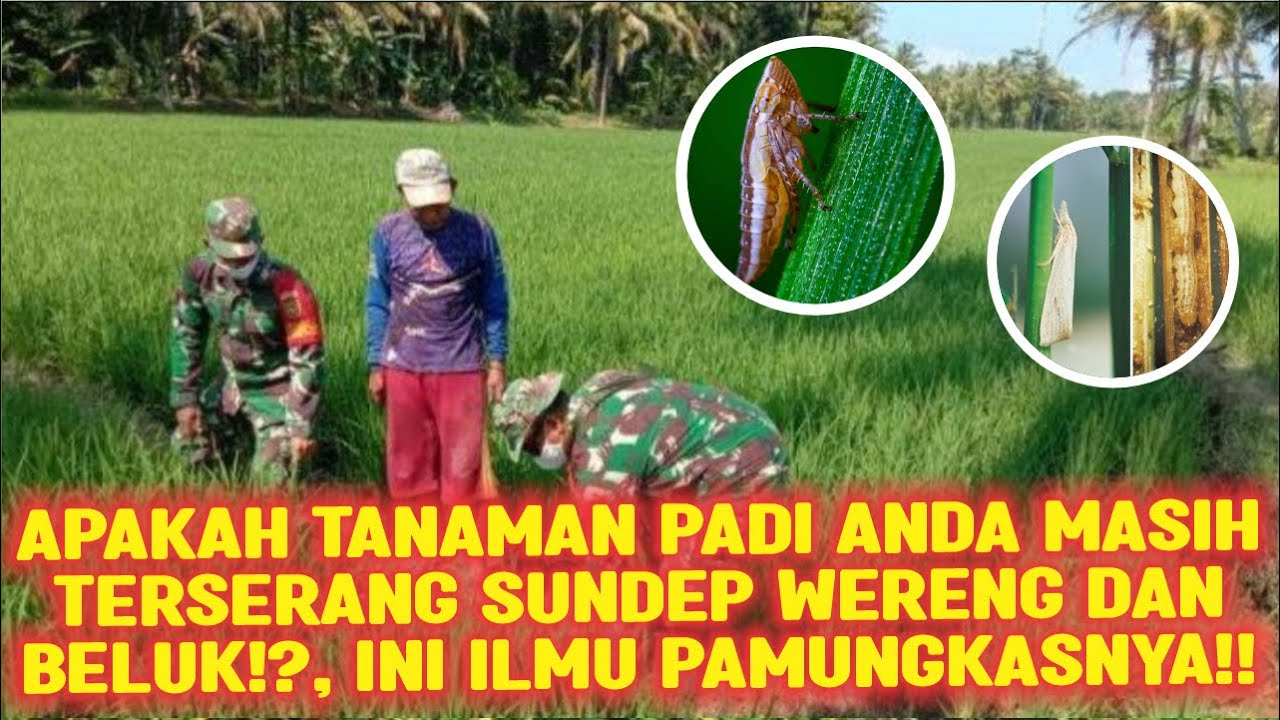 APAKAH TANAMAN PADI ANDA MASIH TERSERANG SUNDEP WERENG DAN BELUK⁉ INI ILMU PAMUNGKAS NYA‼