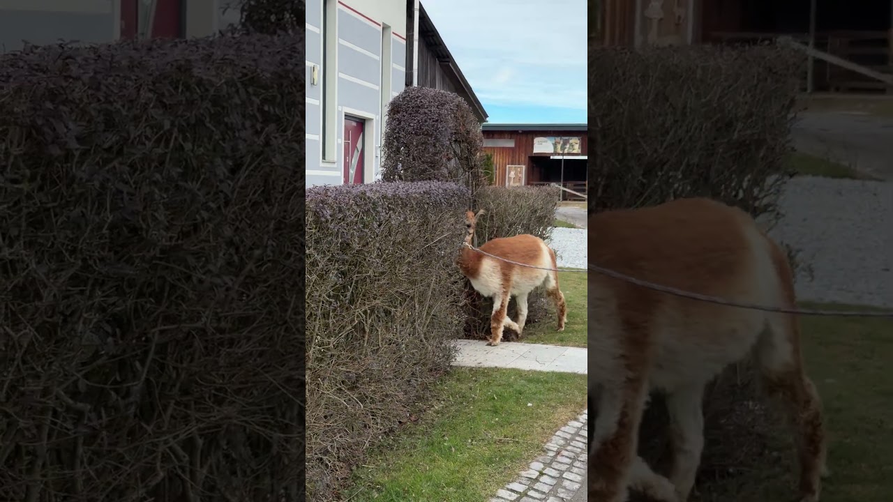 Quiet Walk with an Alpaca, a Moment of Peace