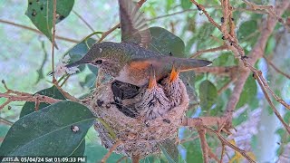 Busy Allen's hummingbird "Olive" Working on her Nest as Chicks Grow. #hummingbird #hummingbirdchicks
