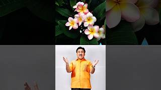 Tarak Mehta Ka Ulta Chashma #tarakmehtakaultachashma #jethalal #shorts #viral #flowers #dayaben #tmc