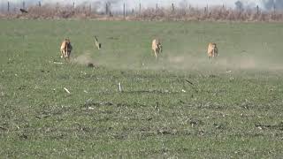 Celebrity three Greyhounds chase one Rabbit.(watch the ending). Profile