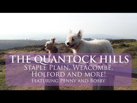 Quantocks Hills AONB | A walk from Staple Plain to Holford, via Weacombe