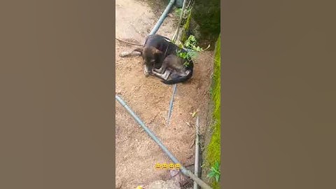 #youtube #youtubeshorts #youtubevideos #subscribe #shorts #short #video #sound