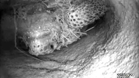 Gopher Tortoise Burrow