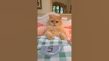 I want to be a hard-working lazy cat.