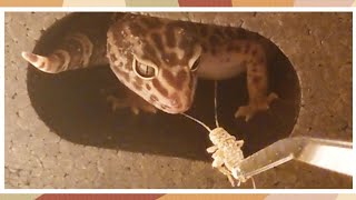 【488】 A day in Leopard Gecko.【Angel's growth record】レオパのいちにち。【エンジェルの成長記録】