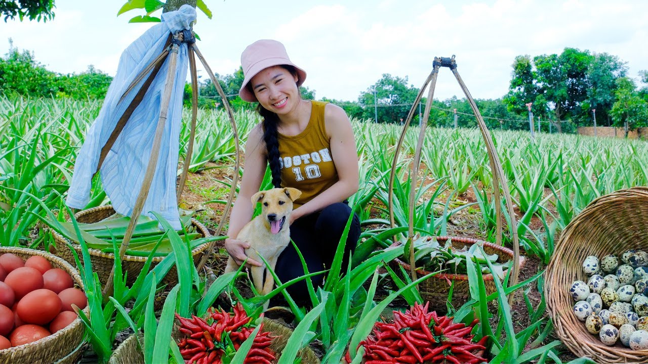 Harvest Aloe Vera, Chili Pepper No.1, Red Duck Eggs,  Quail Eggs To Sell At The Market, Cook, Garden