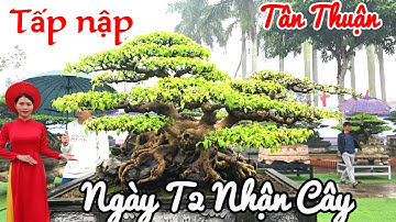 Tin mới ! Ngày T2 nhận cây tại TL Cây cảnh xã Tân Thuận T.Hưng Yên 