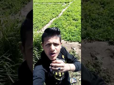 يا غاوي تسمع فن