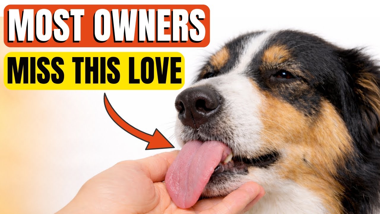 10 Quiet Behaviors Dogs Show Only When They LOVE You DEEPLY