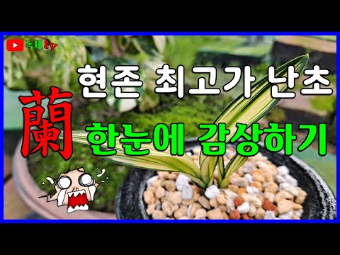 한국 난을 대표하는 최고의 난초와 그 가격에 대하여 알아 봅니다.