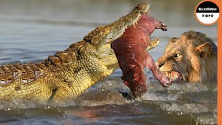 When Lions Accidentally Help a Crocodile Hunt a Baby Hippo