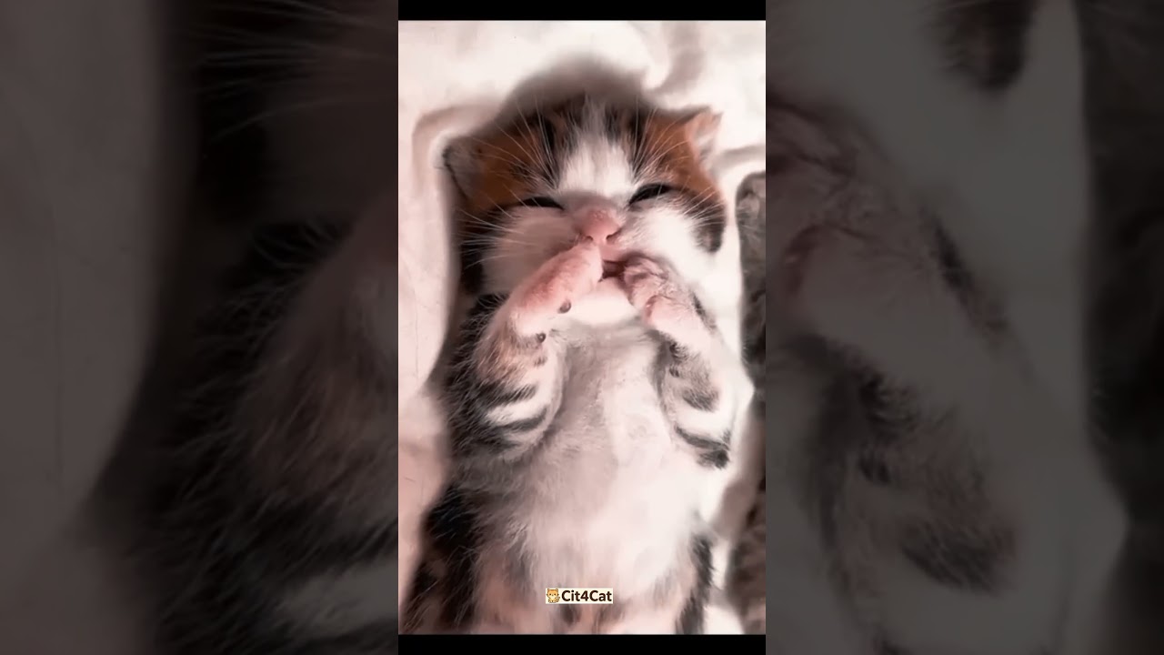 Cute Little Kitten 😻🐱😺 