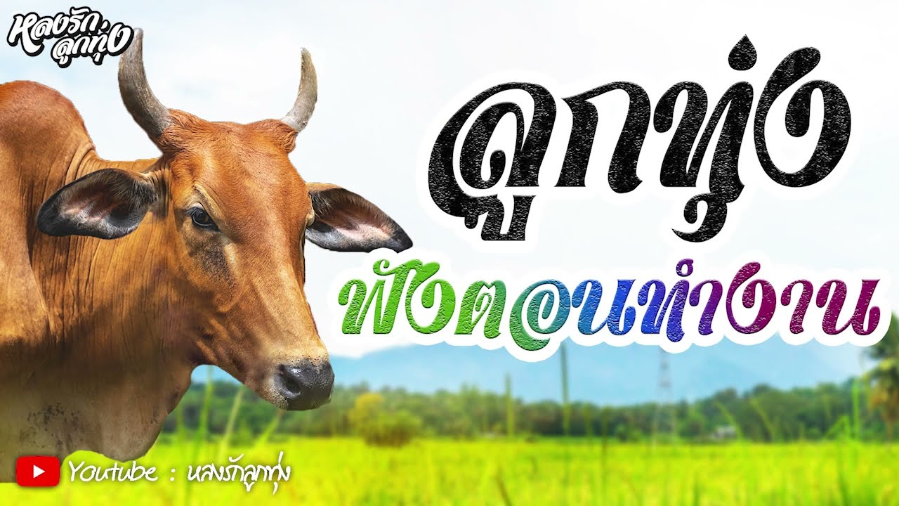 ลูกทุ่งฟังตอนทำงาน [อย่าลืมตัว - ผู้แพ้รัก - ข้าวไม่มีขาย - อ.ส.รอรัก ]