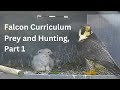 Falcon Curriculum: Prey and Hunting, Part 1