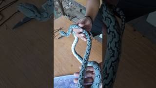 Unboxing of silver retic
