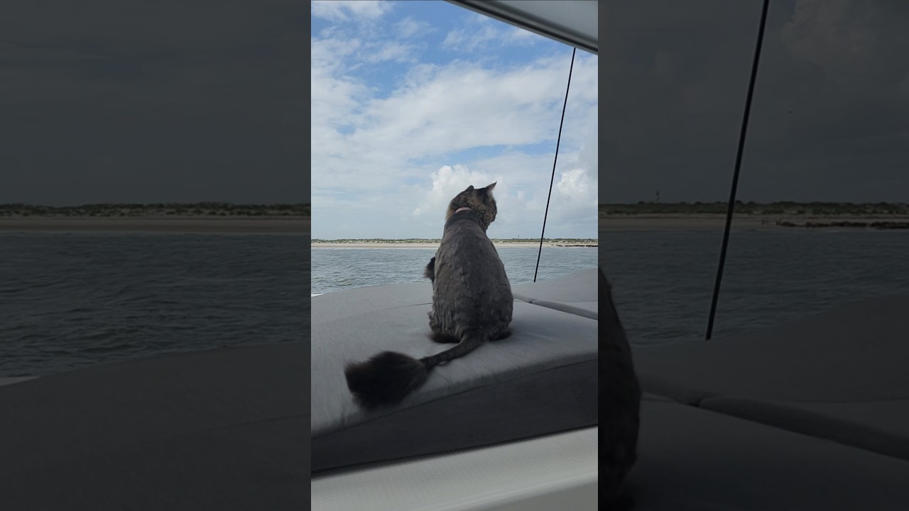 ⁣Back in 🇺🇸 after a year in the Caribbean #atlanticdolphins #kids4sailing #boatcat #staugustinefl