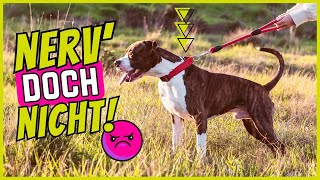 Deshalb nervt dein Hund beim Gassi gehen 🥴 by SchnüffelSchnuten 1,930 views 6 months ago 4 minutes, 52 seconds