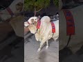 Cow video cow mandi cow reels cow TikTok cow lover #youtubeshorts #trending #cow #bull #animals
