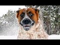 Essayez de regarder sans rire Ce chiens drôles de neige Fails