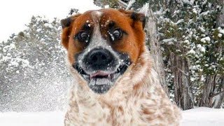 Essayez de regarder sans rire Ce chiens drôles de neige Fails