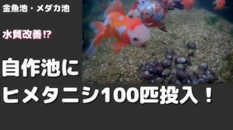 ヒメタニシ Youtube ヒメタニシ Youtube