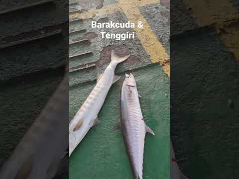 Baracuda & Tengiri