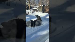 River Otter Sliding on Snow