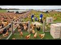 $3.7 Billion a Year? How Pasture-Raised Chickens Are Making Farmers Filthy Rich #chickenfarming
