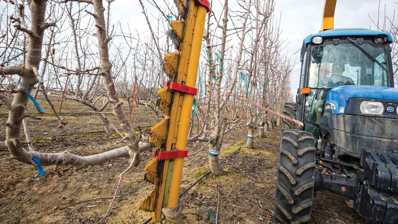 Mechanically hedging a cherry orchard with WSU YouTube