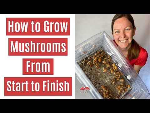Video: Druk af svampe: Sådan dyrker du svampe derhjemme