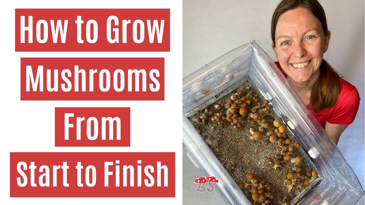 How To Grow Mushrooms From Start To Finish In A Monotub