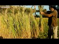 バインダーで稲刈りして、ハサがけにする～④お米の自給自足～Old fashioned rice harvesting.